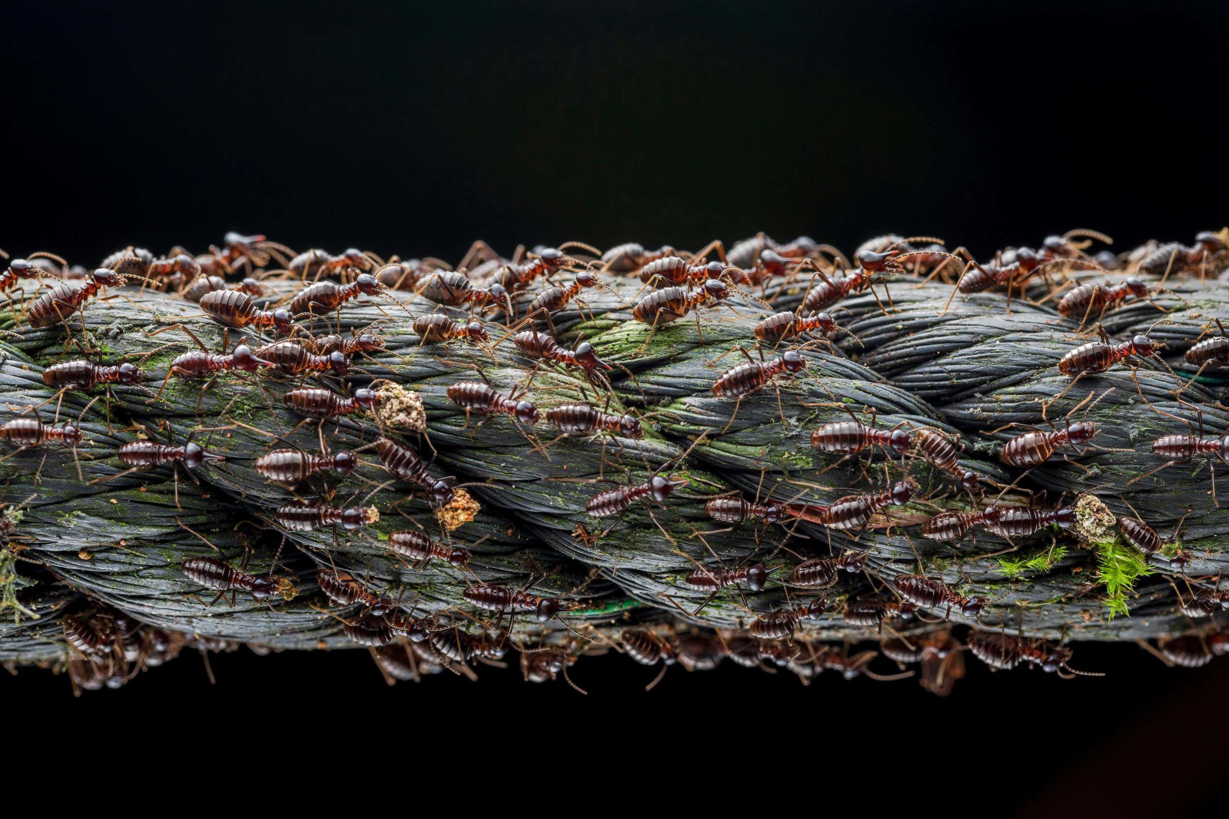 New Scientist. Science news and long reads from expert journalists, covering developments in science, technology, health and the environment on the website and the magazine.