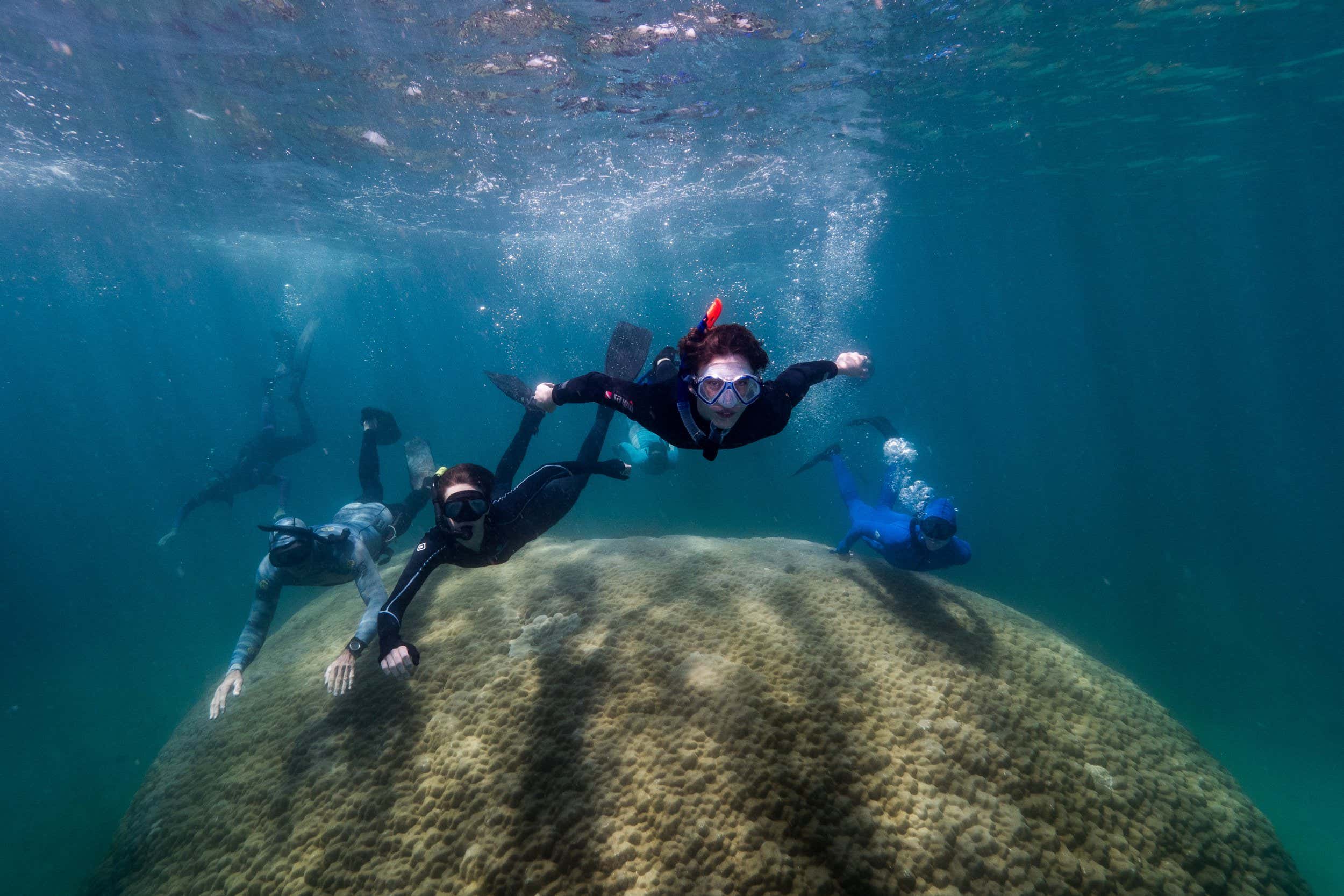 Giant coral is the widest ever found in the Great Barrier Reef
