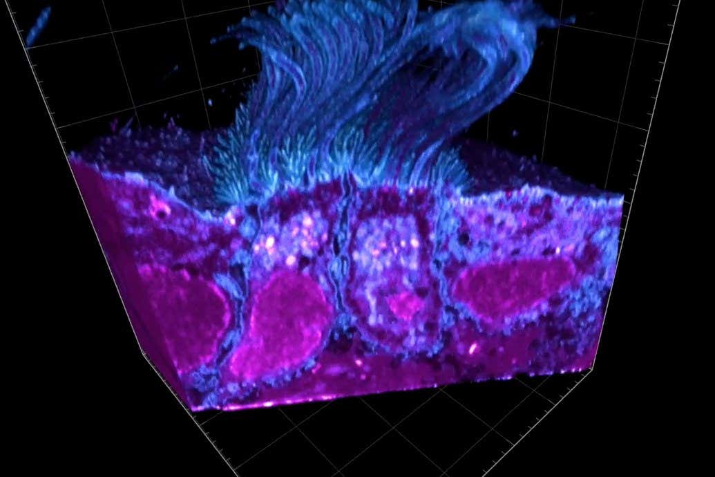 Amazing 3D images show the coronavirus infecting human airway cells