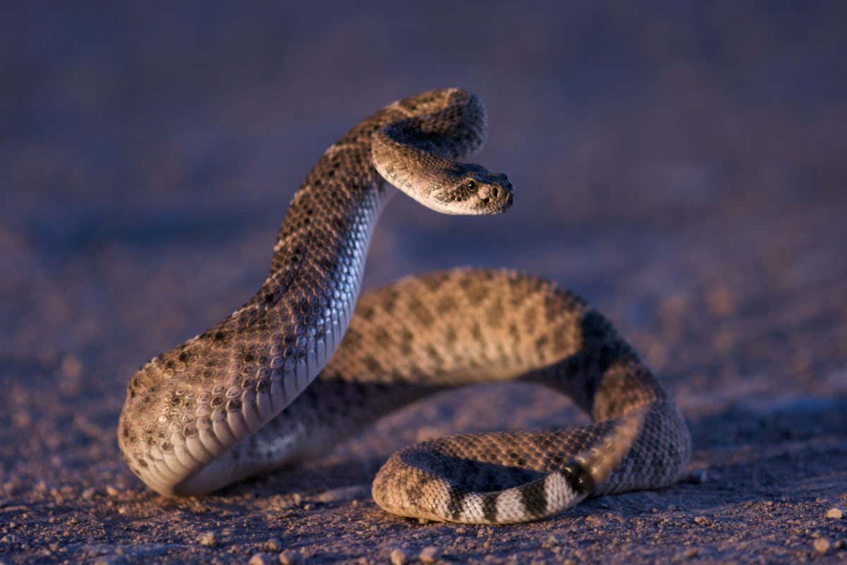 BH2FJJ A Western Diamond-backed Rattlesnake (Crotalus atrox) in a defensive posture at dusk, illuminated by car headlights.