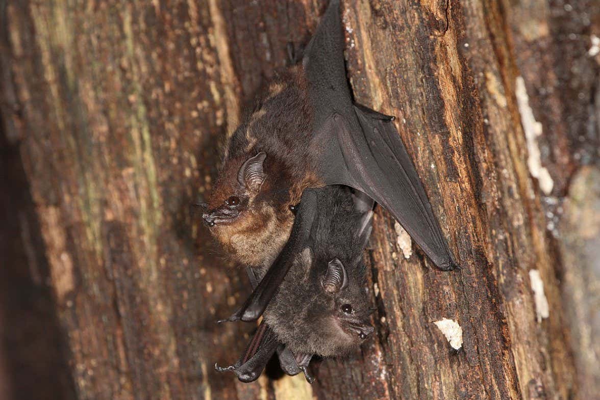 Mother-pup pair of the neotropical bat species Saccopteryx bilineata in the day-roost. The Pup is attached to the mothers? belly