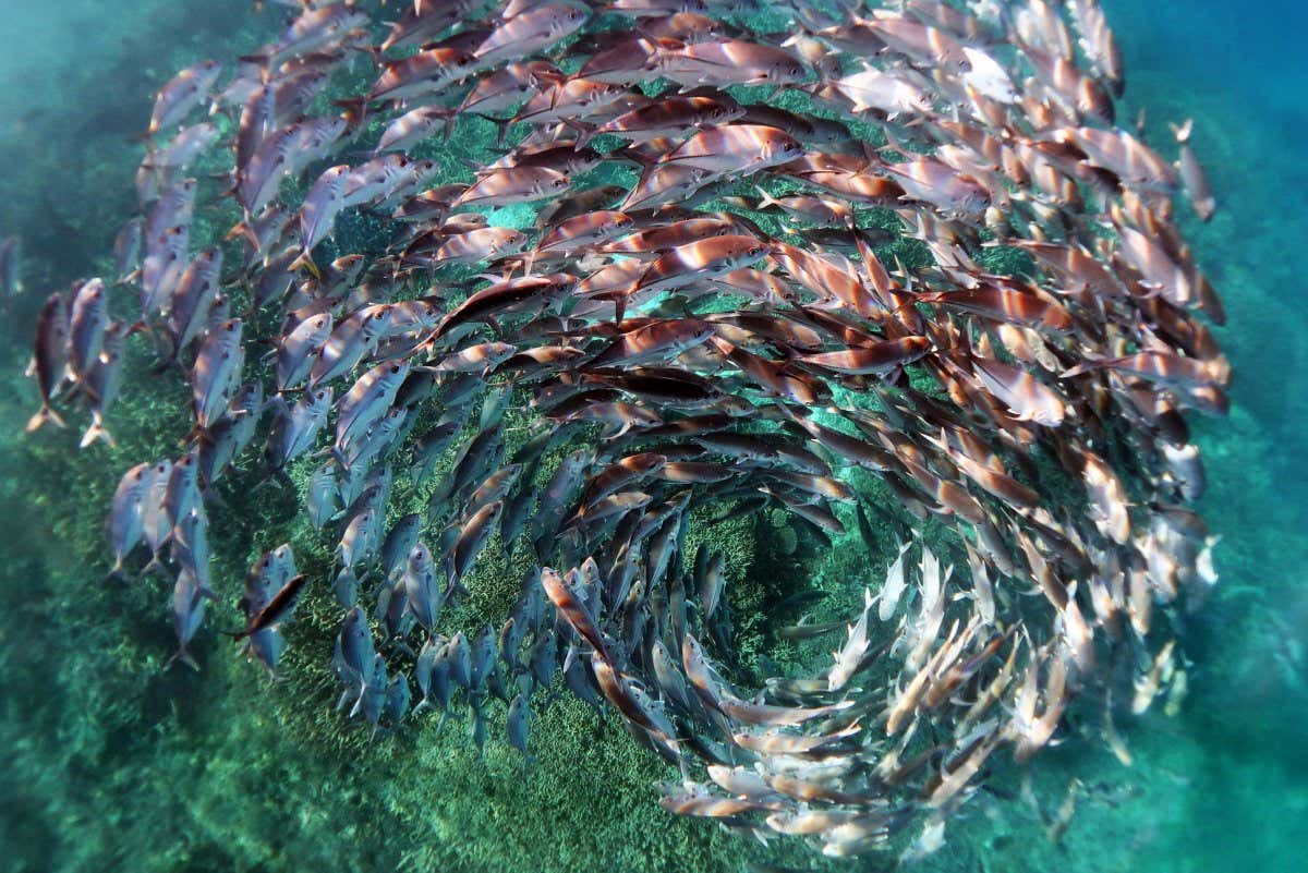 Spiralling school of jack fish image takes photography prize