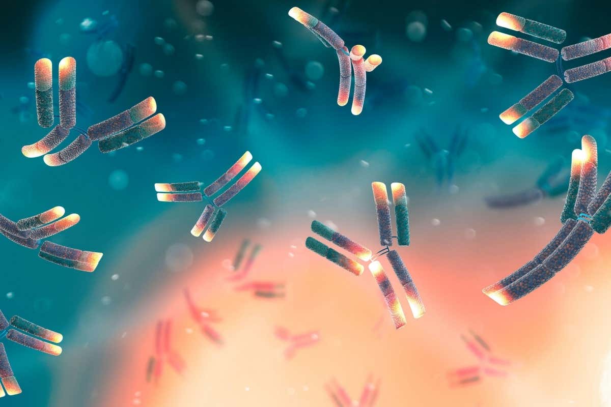 illustration of monoclonal antibodies 