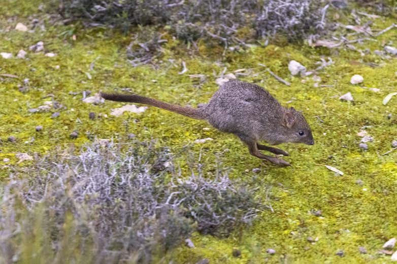 A brush-tailed bettong jumps
