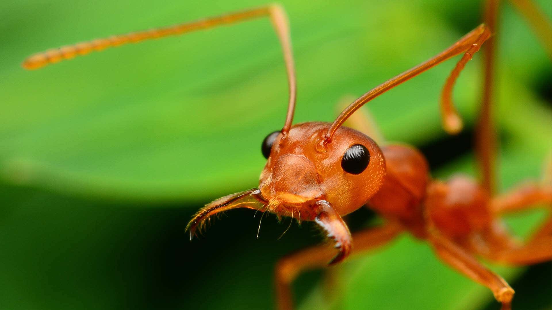 Ant in the outdoors