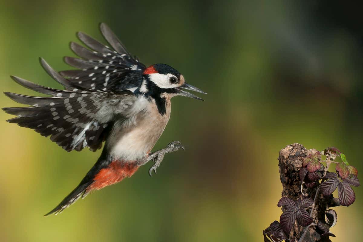 New Scientist. Science news and long reads from expert journalists, covering developments in science, technology, health and the environment on the website and the magazine.