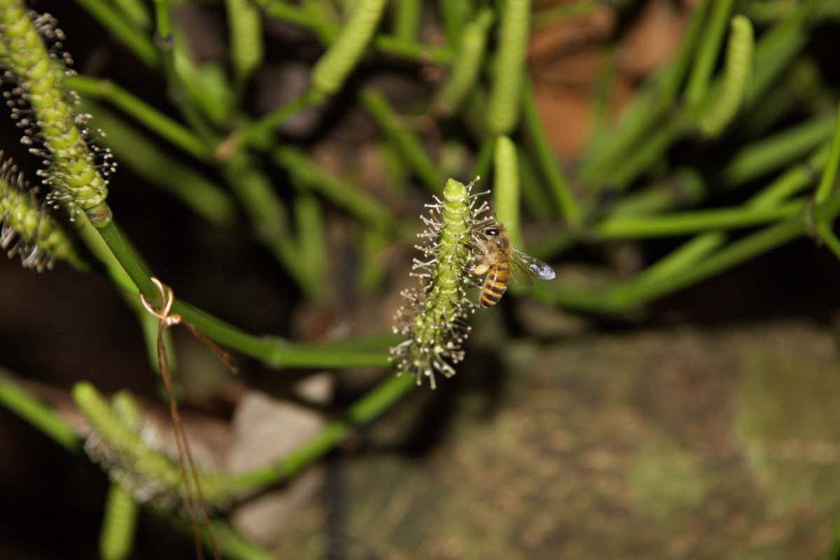 An Asian honeybee visits Gnetum luofense