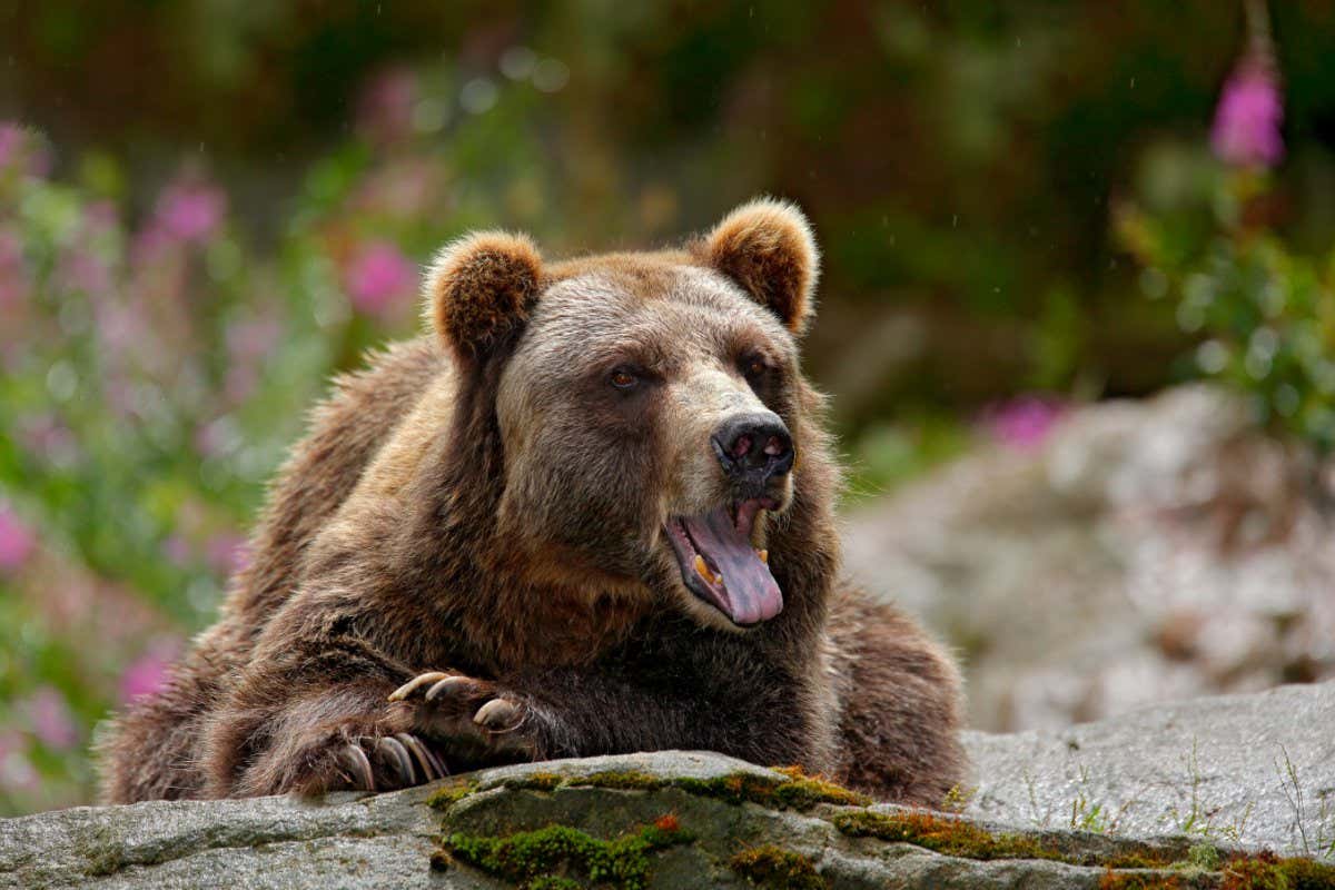 A brown bear in Sweden