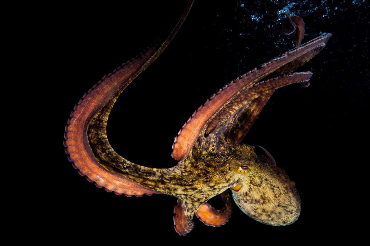 octopus