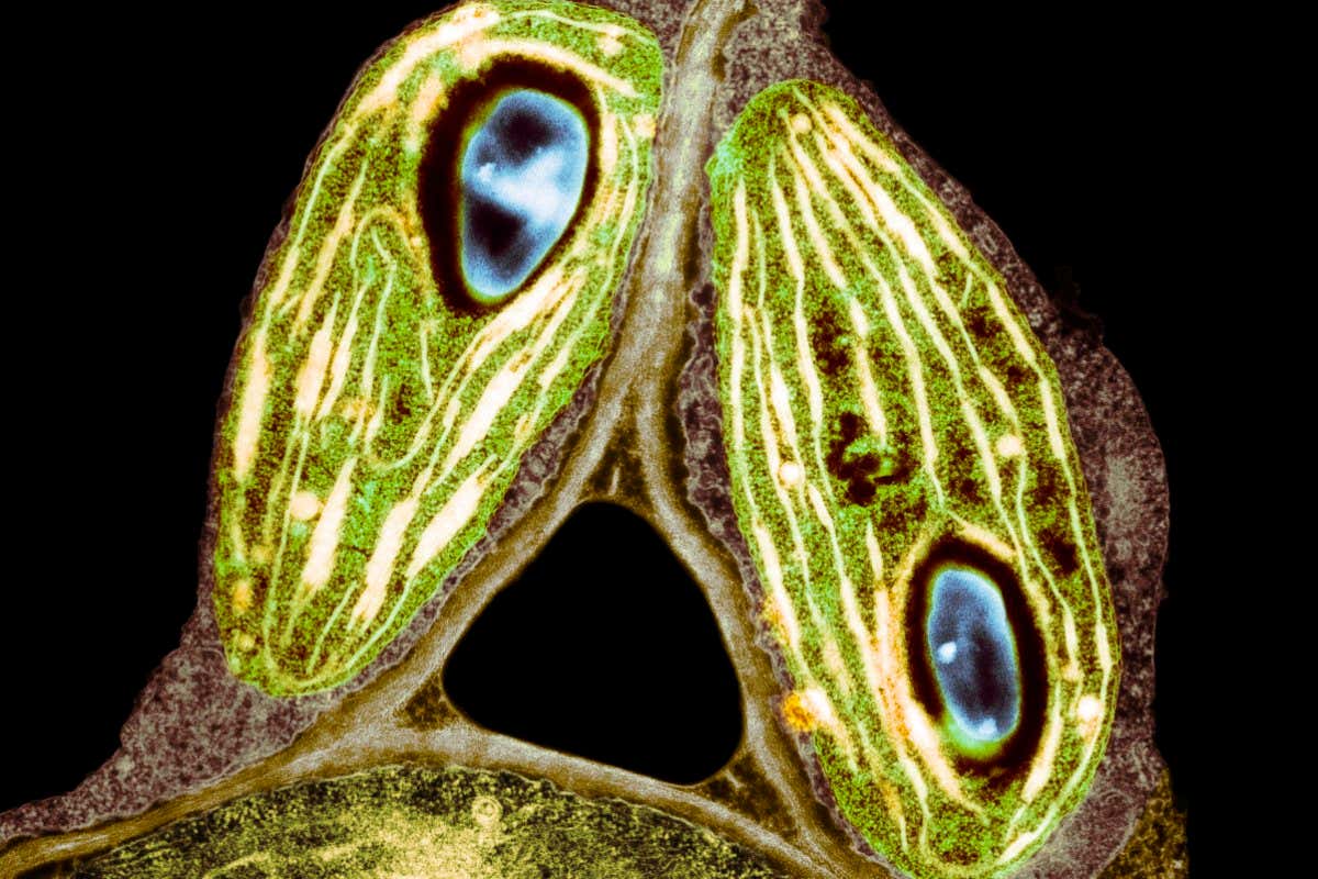 Coloured transmission electron micrograph (TEM) of chloroplasts from the yellow portion of a yellow/green variegated Coleus blumei plant. Chloroplasts are the sites of photosynthesis, the process that synthesises carbohydrates from carbon dioxide and water using sunlight. The structure of a variegated chloroplast is slightly different from that of a normal green chloroplast. The granal stacks, formed from parallel thylakoids (membranes, bright lines), that contain the chlorophyll pigments are less ordered in the variegated chloroplast. The pigments themselves are also slightly different. Magnification: x14,300 when printed at 10cm wide.
