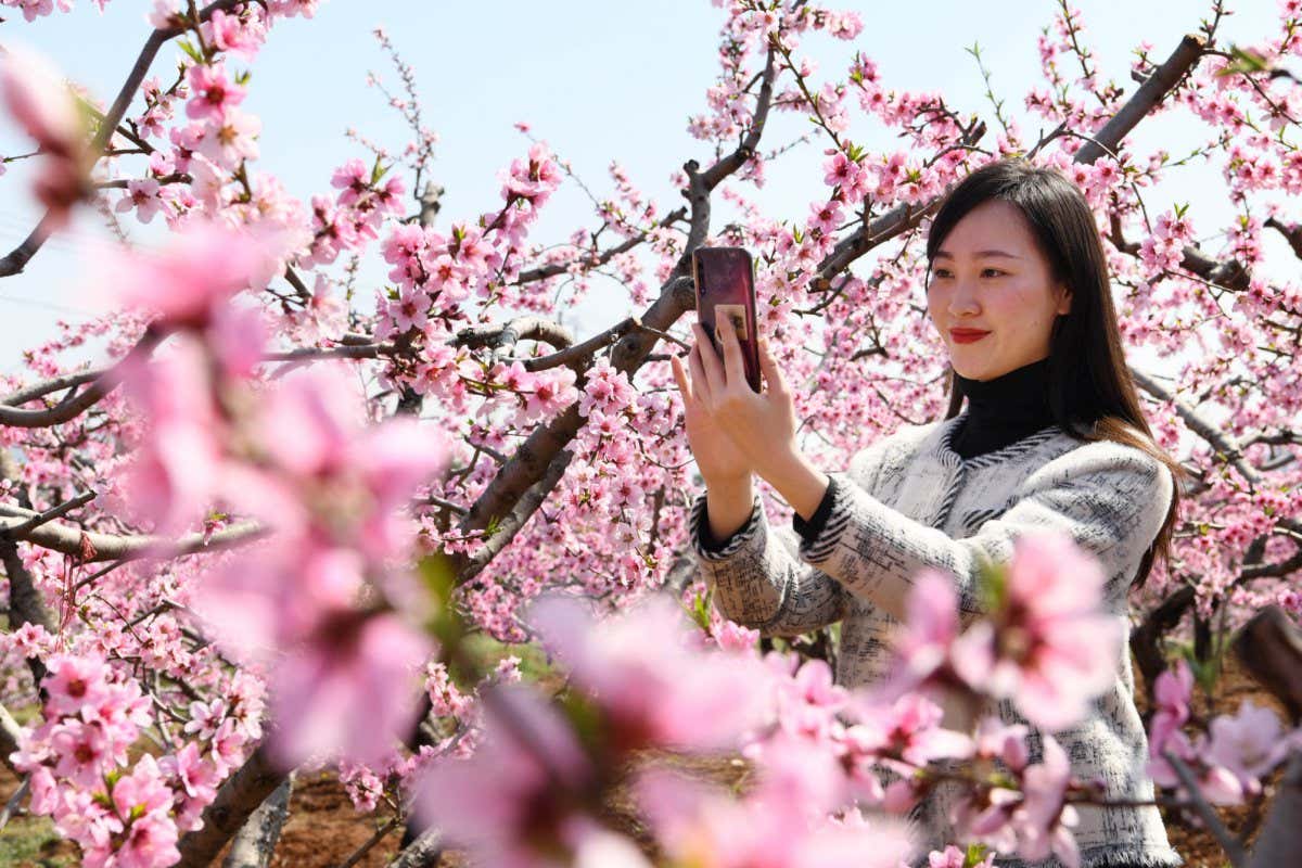 ZAOZHUANG, CHINA - MARCH 23, 2020 - Ten thousand mu peach blossom in full bloom, Zaozhuang City, Shandong Province, China, March 23, 2020.- PHOTOGRAPH BY Costfoto / Barcroft Studios / Future Publishing (Photo credit should read Costfoto/Barcroft Media via Getty Images)