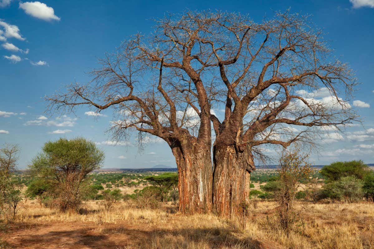 African Baobab (Adansonia digitata)