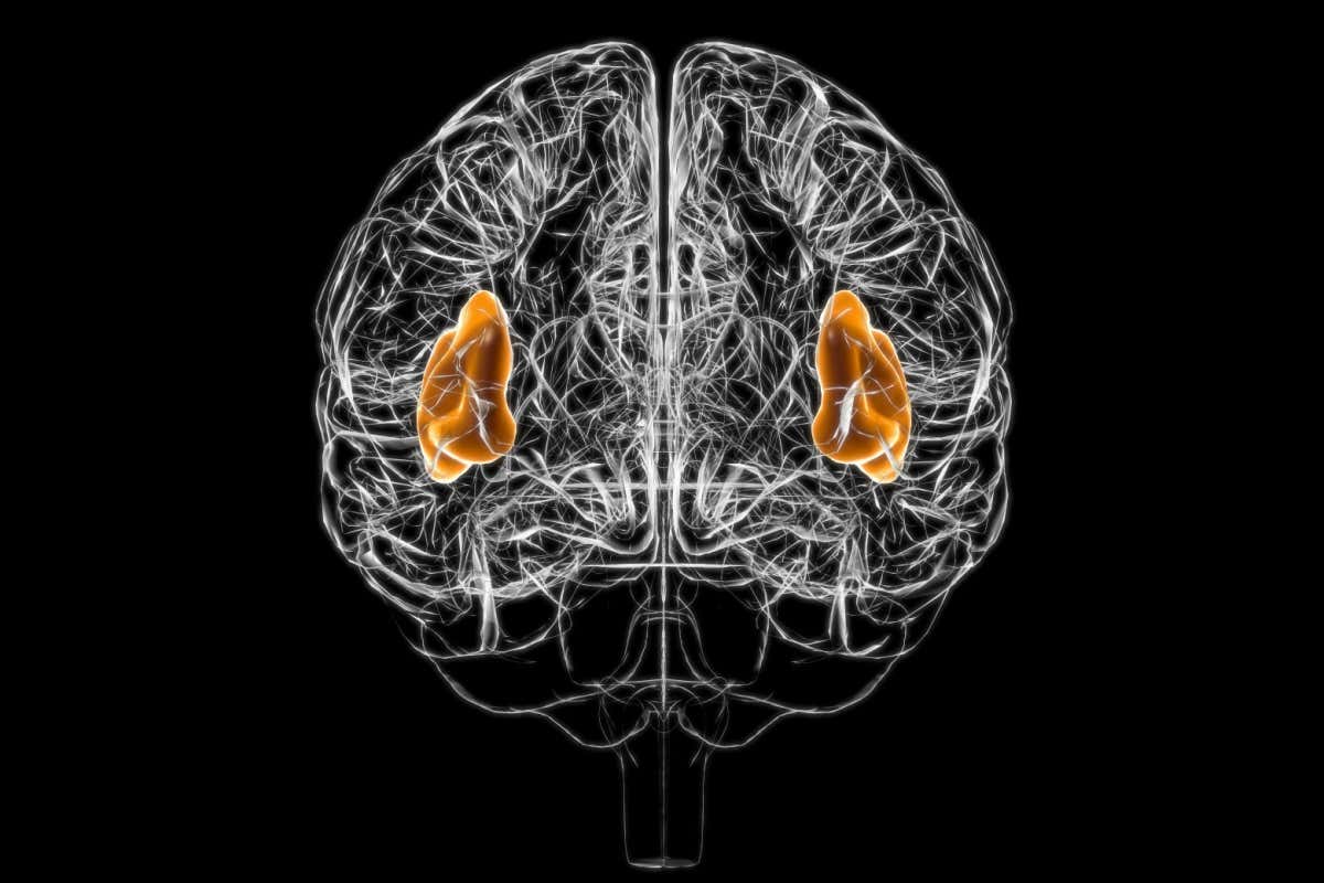 An illustration of the insula in the brain