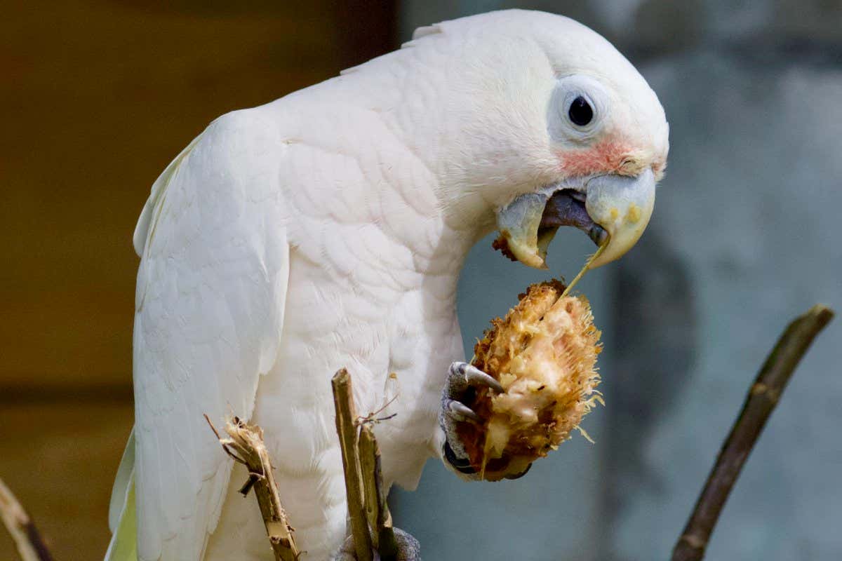 Wild cockatoos make utensils out of tree branches to open fruit pits