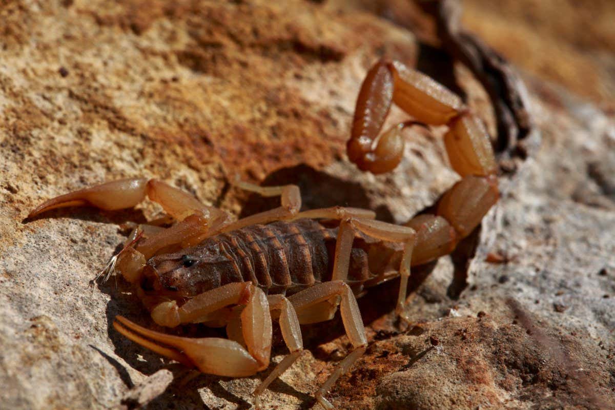 F0PBYM Mediterranean checkered scorpion (Mesobuthus gibbosus) on rock, The Peloponnese, Greece