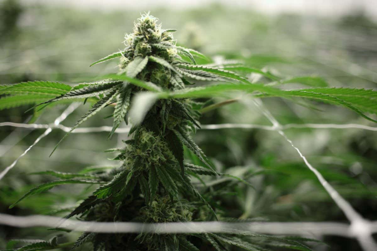 Close up of cannabis plant