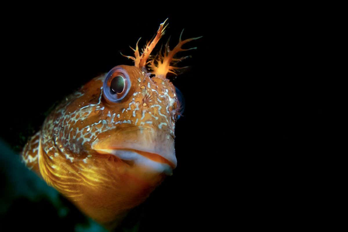 New Scientist. Science news and long reads from expert journalists, covering developments in science, technology, health and the environment on the website and the magazine.