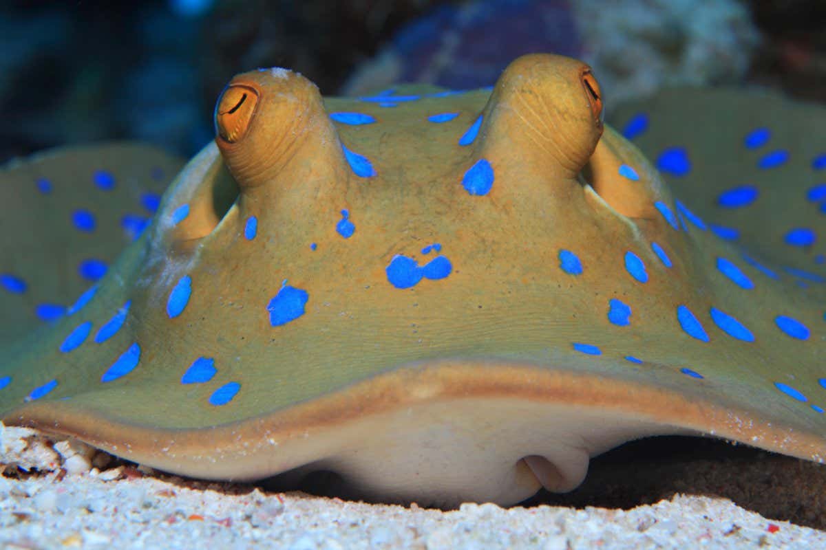 Bluespotted stingray