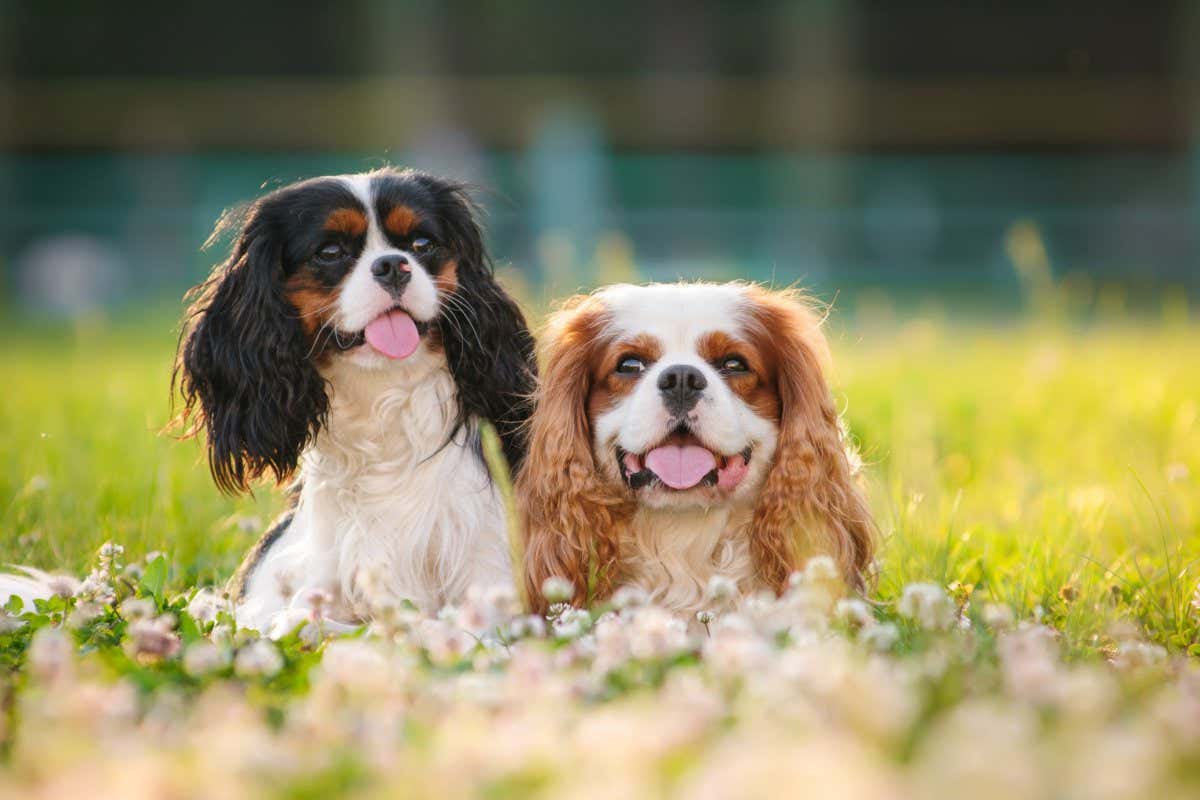 Two spaniels