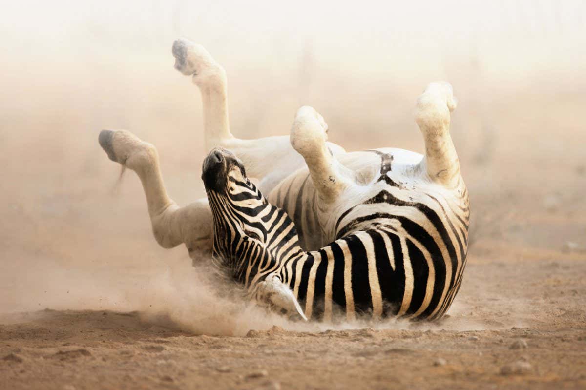 Zebra rolling in the dust