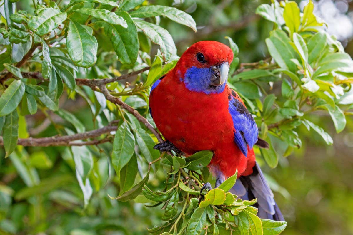 Crimson Rosella