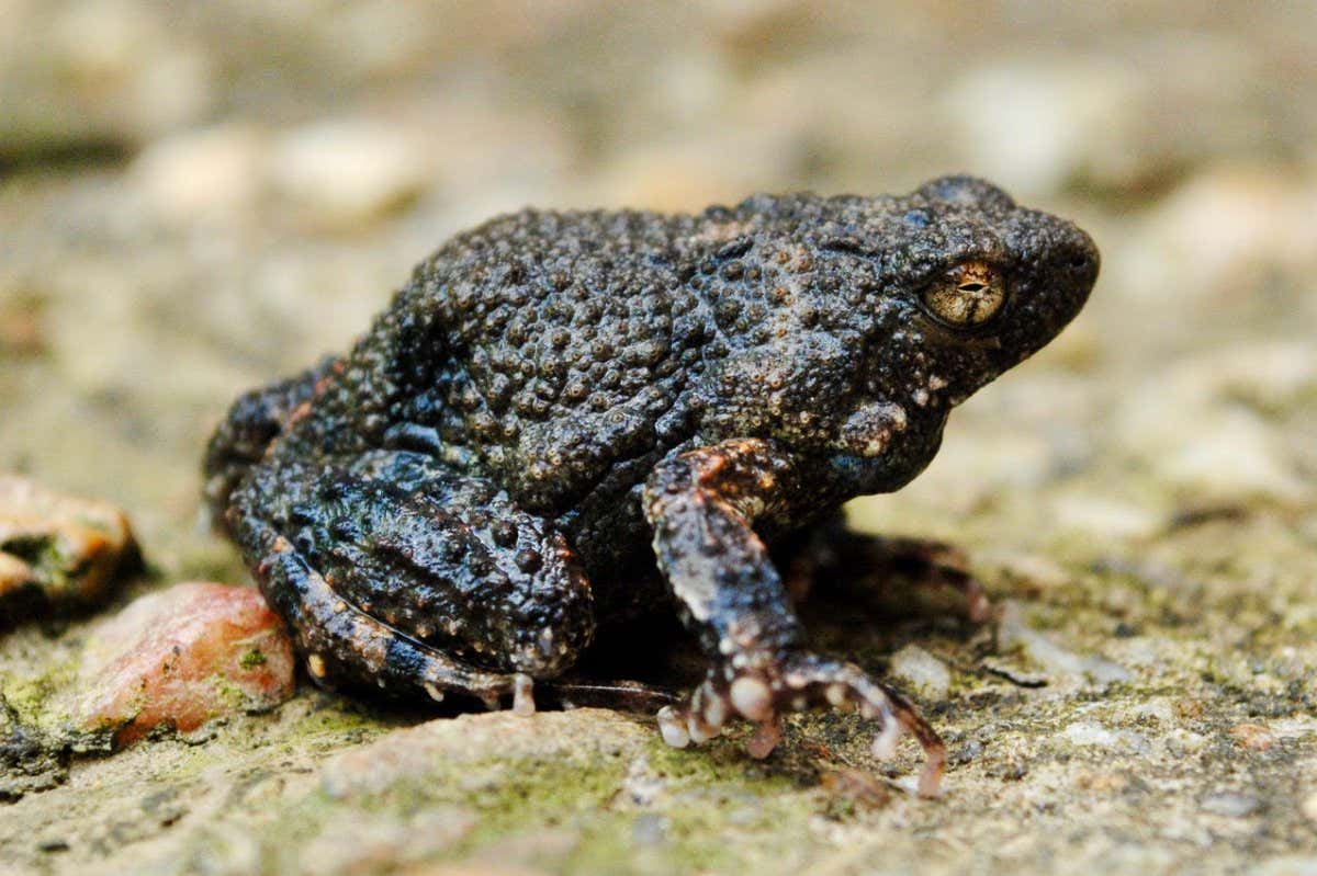 Male tungara frog