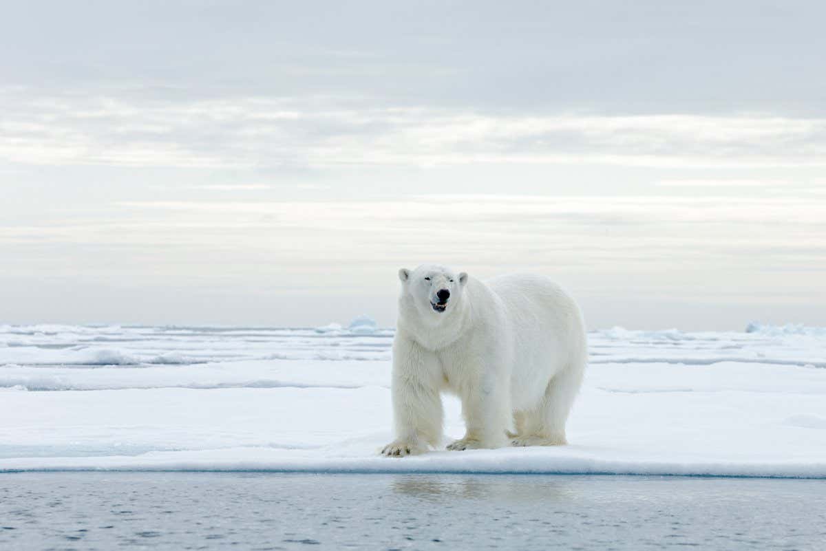 Big polar bear on drifting ice edge with snow and water in Arctic Svalbard. Big dangerous animal from cold nature.; Shutterstock ID 541733374; purchase_order: -; job: -; client: -; other: -