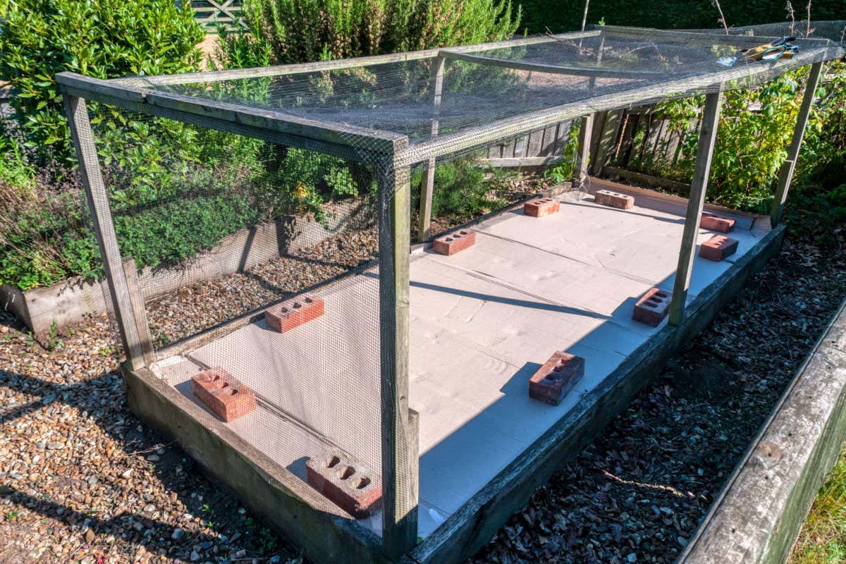 2BWXN9F Cardboard, weighed down with bricks, fitted over soil in bottom of fruit cage to suppress weeds.