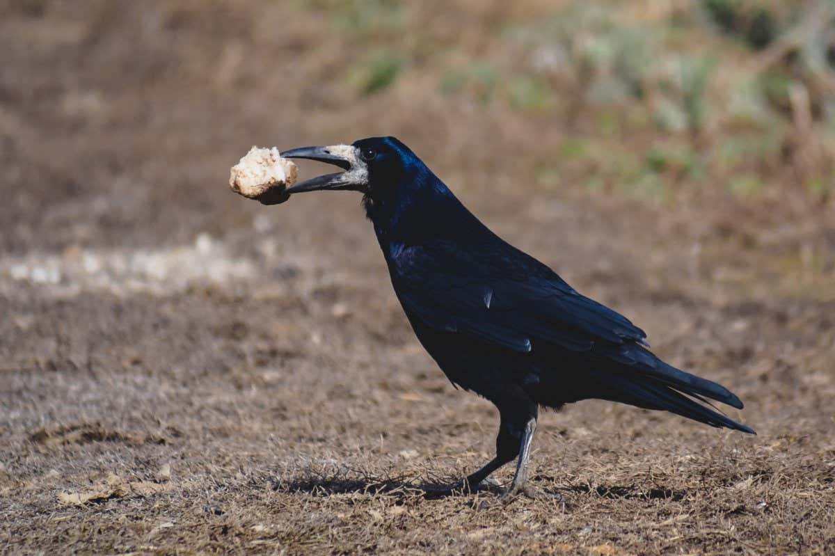 Black rook eating peace of bread; Shutterstock ID 1695627550; purchase_order: -; job: -; client: -; other: -