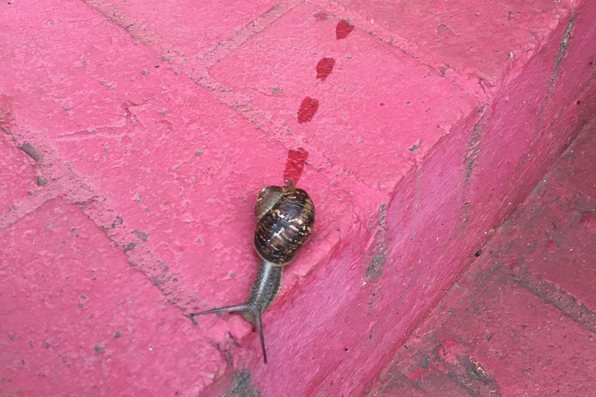 Why do snails sometimes leave dotted trails?