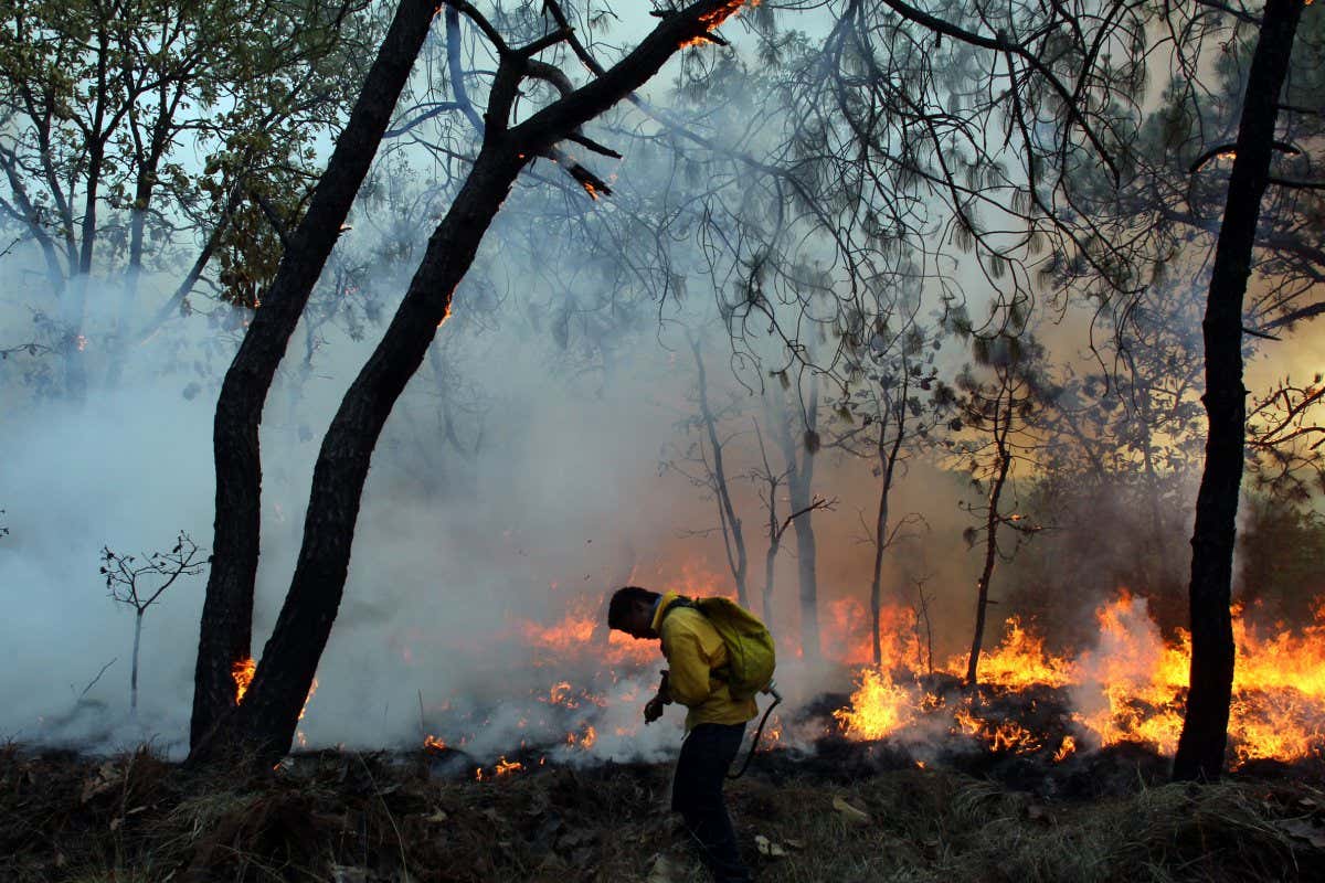 Fireman in forest fire