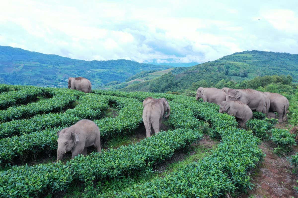 PU'ER, CHINA - AUGUST 07: A herd of wild Asian elephants strolls through a village at Ning'er Hani and Yi Autonomous County on August 7, 2021 in Pu'er, Yunnan Province of China. (Photo by Wang Zhengpeng/VCG via Getty Images)