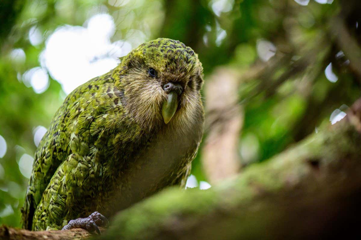 kakapo parrot