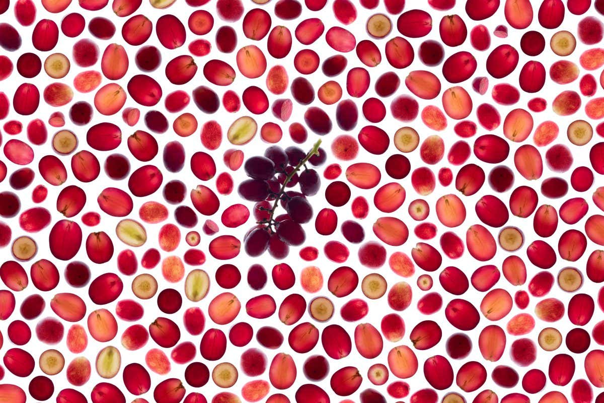 Seedless Grape Slices on White Background Back Lit Pattern Full Frame Studio Shot.