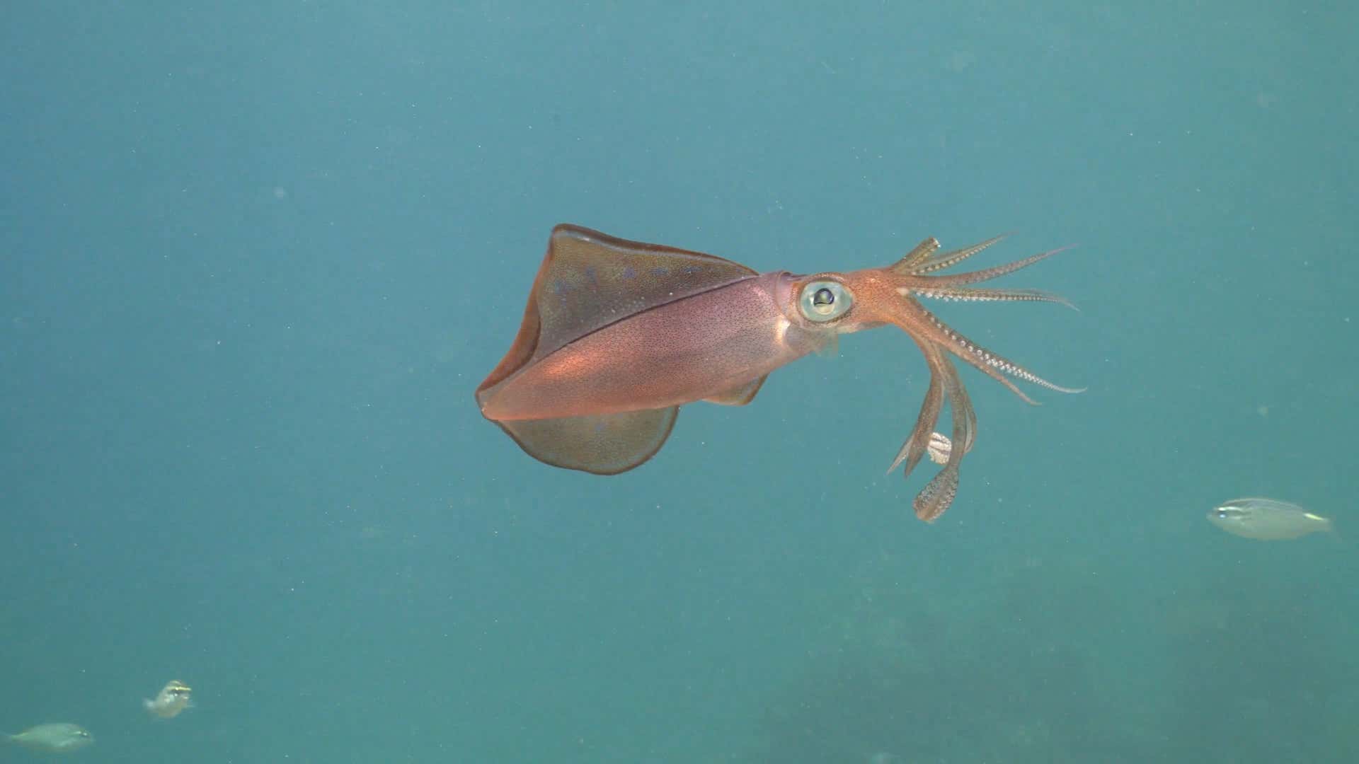Are male bigfin reef squid the best cephalopod fathers?
