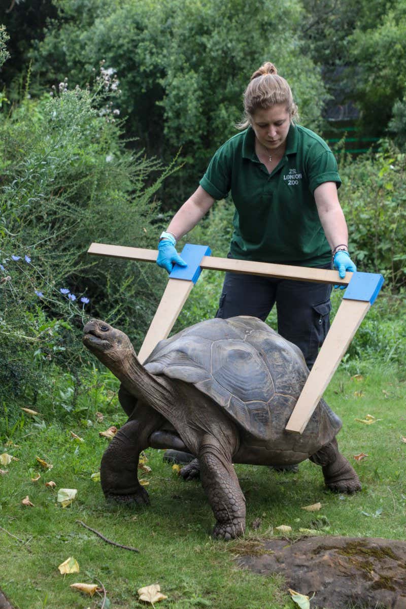 Charlotte Ellis measures Polly the Galapagos tortoises carapace at ZSL London Zoo (c) ZSL