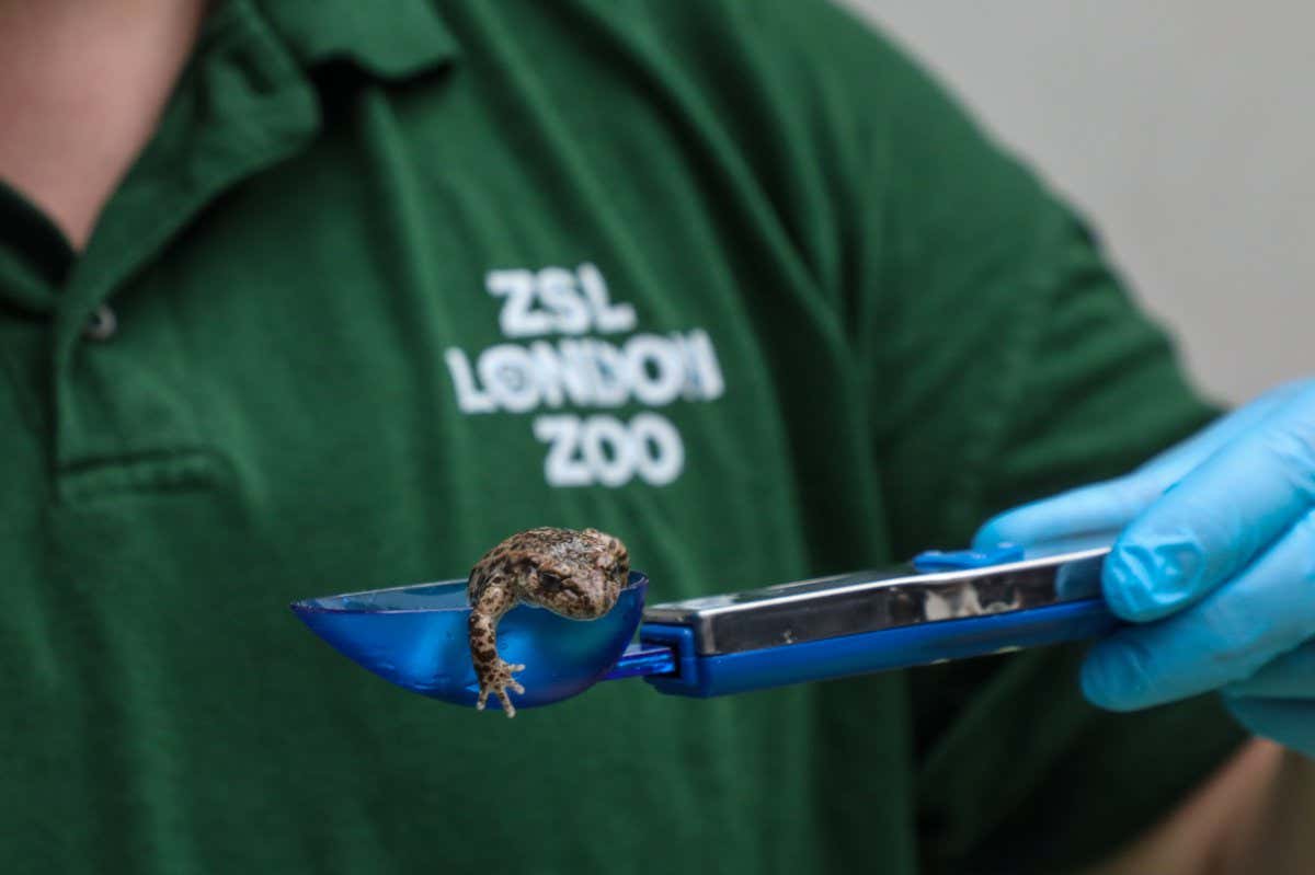 Unnar Aervarsson weighs a midwife toad at ZSL London Zoo (c) ZSL