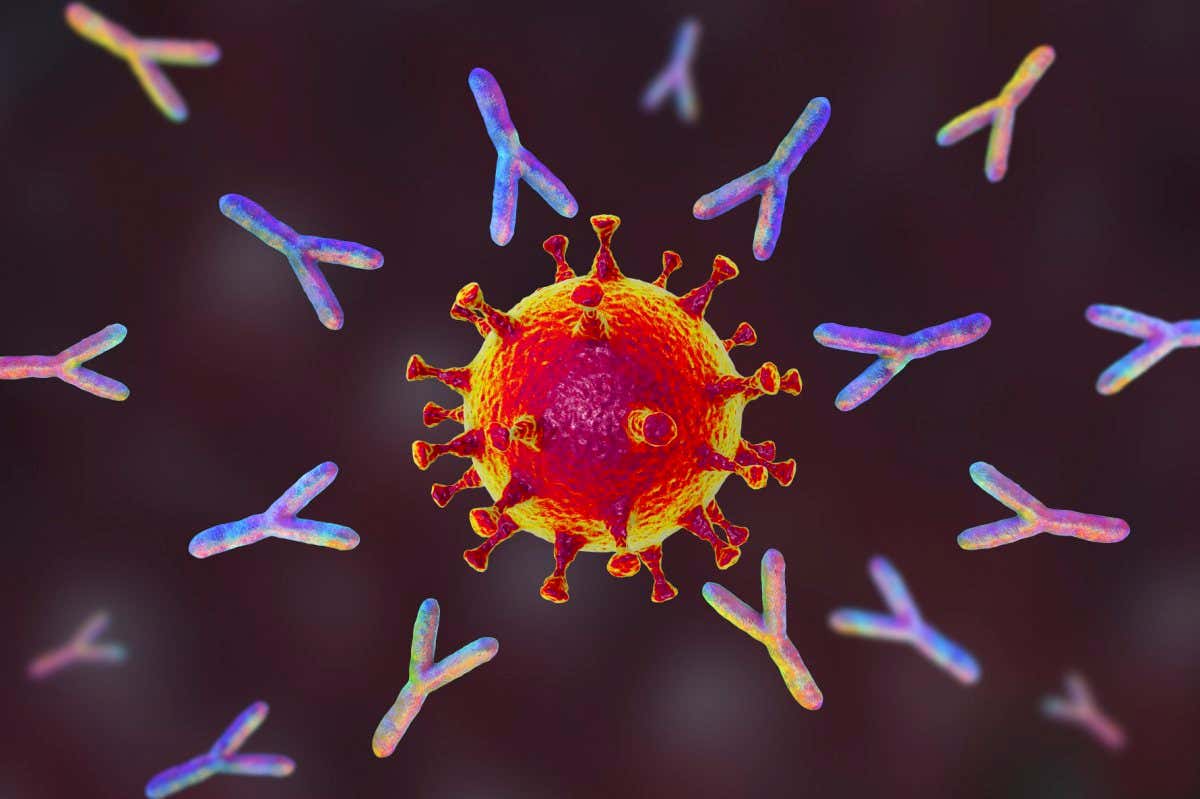 Illustration of antibodies responding to an infection with SARS-CoV-2 virus