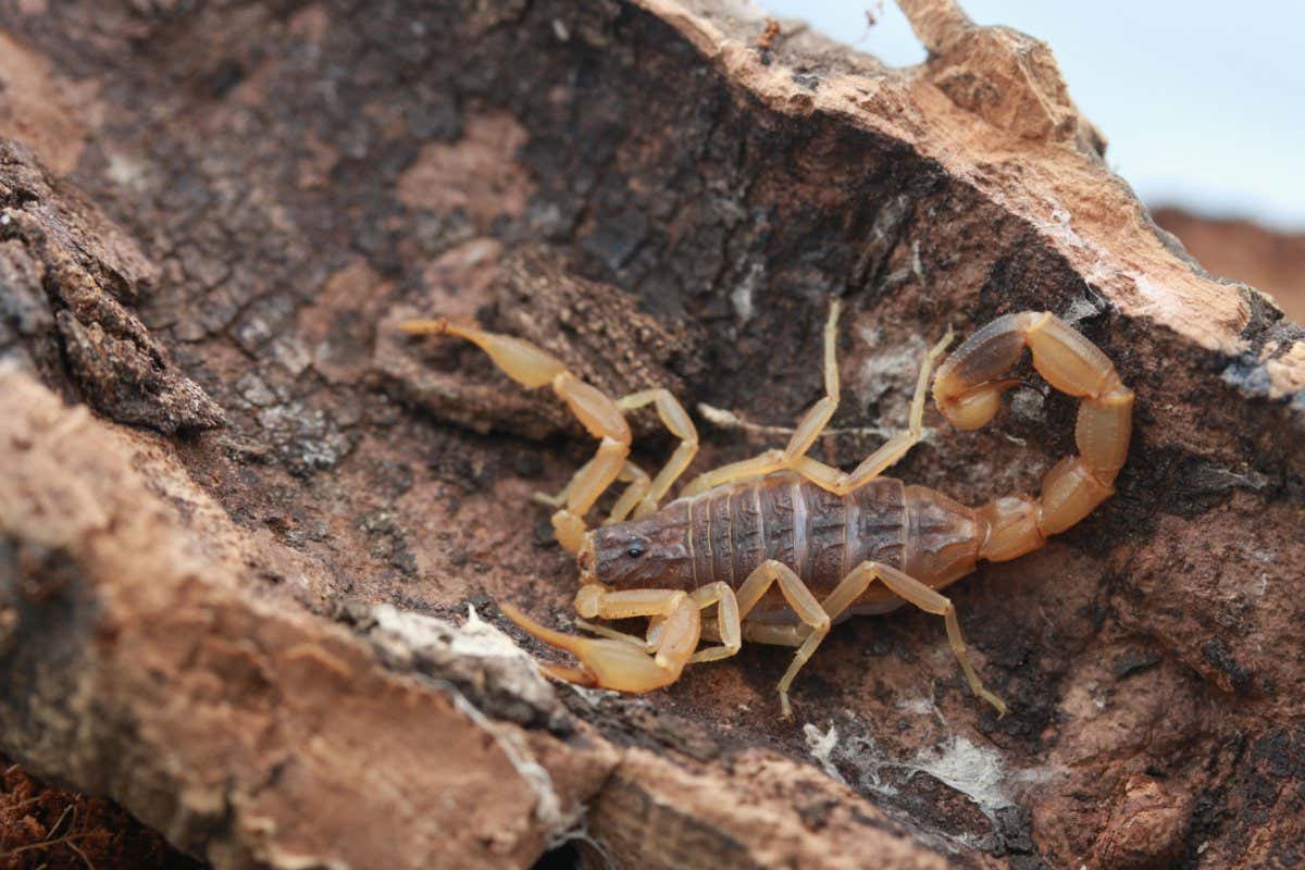 Chinese Scorpion (Buthus martensii)