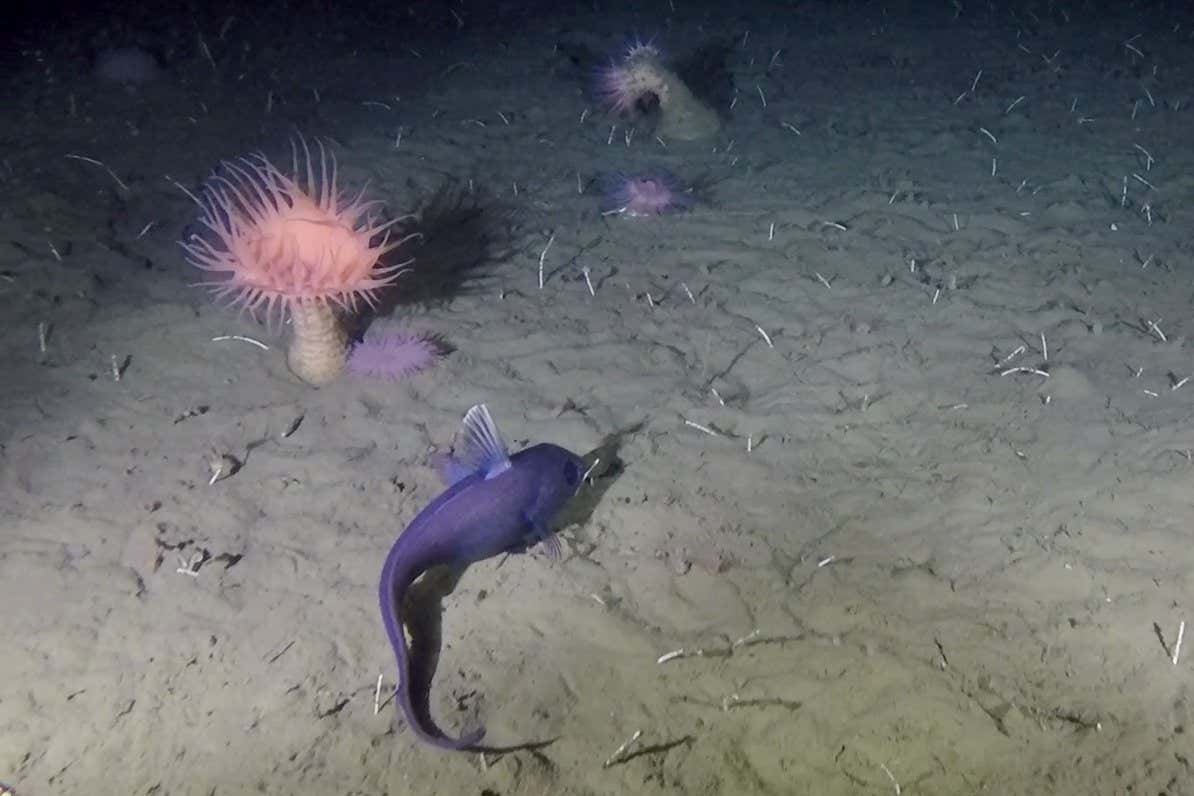 A grenadier fish swimming along the sea floor near an anemone