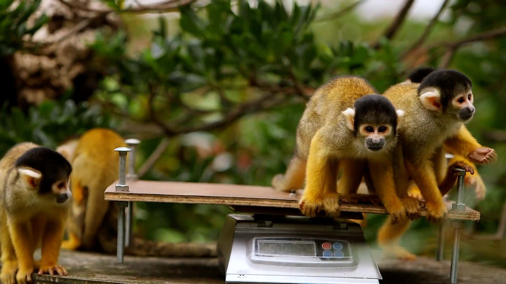 Animals get weighed at London Zoo annual weigh-in