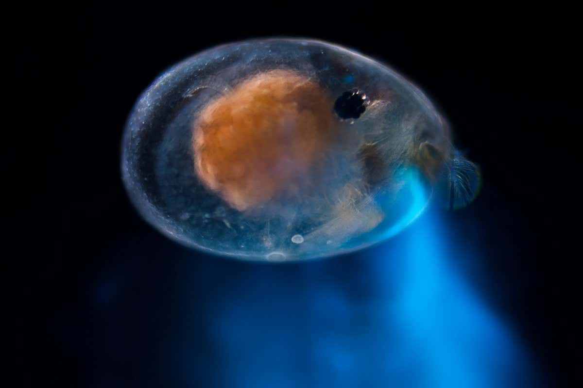 a lone female ostracod Photeros annecohenae (Anne's sea firefly) releasing bioluminescence. This photo was taken by Elliot Lowndes (https://mrlowndes.com) in our lab, and he should be credited upon use of this photo. This is a composite photo, combining the animal itself and its bioluminescence, taken separately
