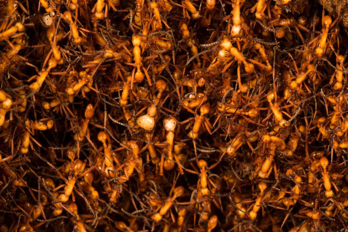 Army ants (Eciton hamatum) forming a bivouac or temporary nest formed by the bodies of the insects, Barro Colorado Island, Gatun Lake, Panama Canal,