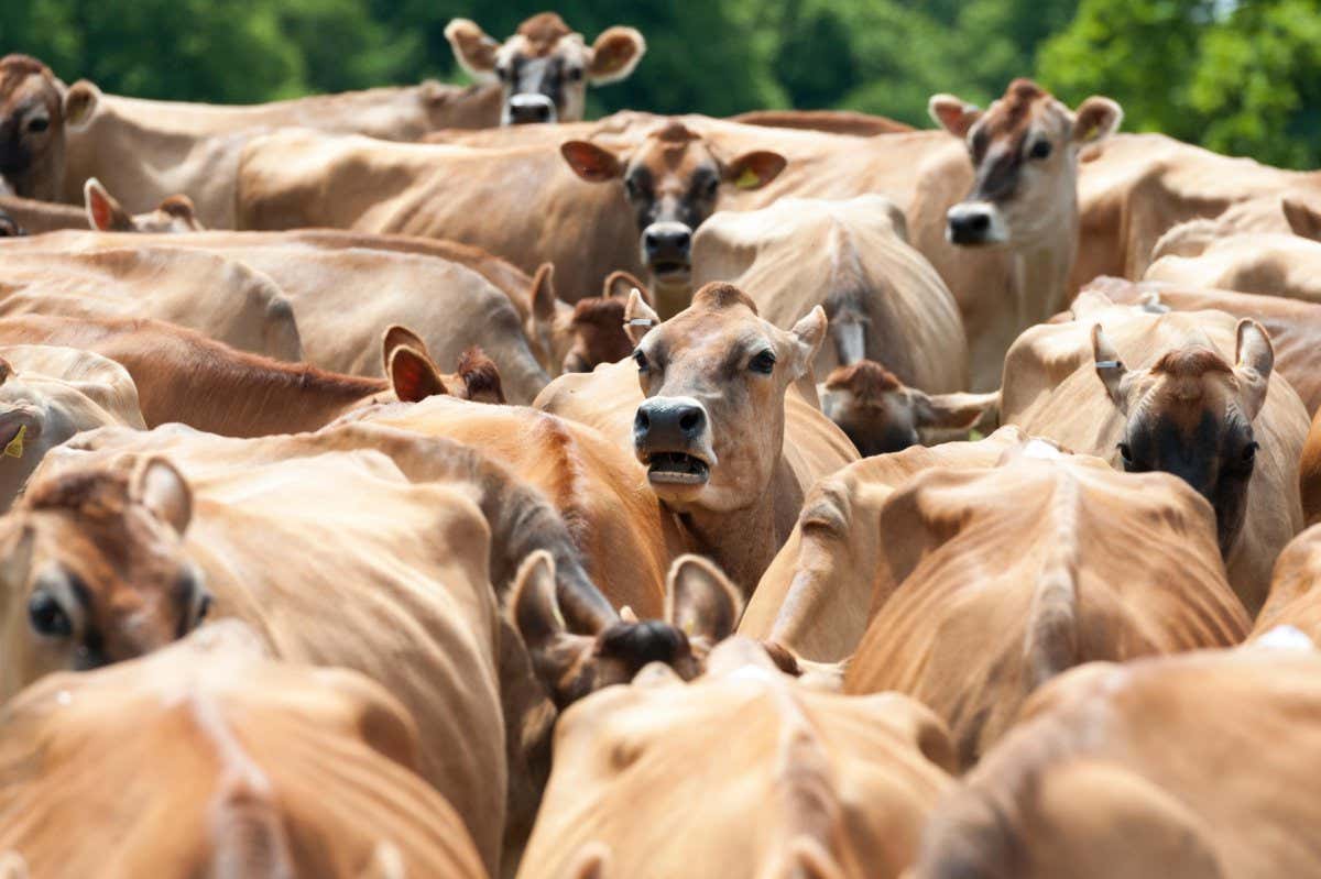 A herd of Jersey cows