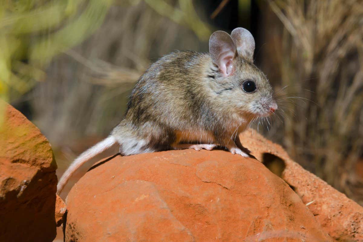 A plains mouse on a rock