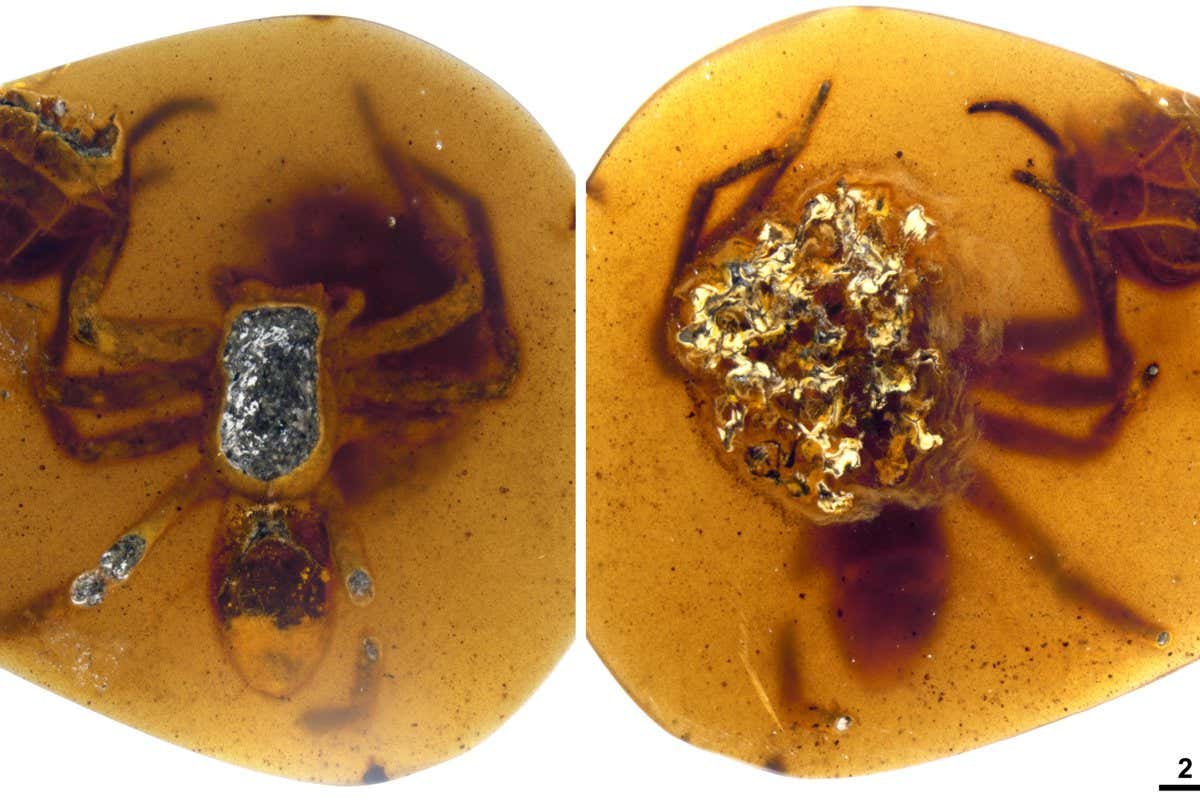 spiders trapped in amber