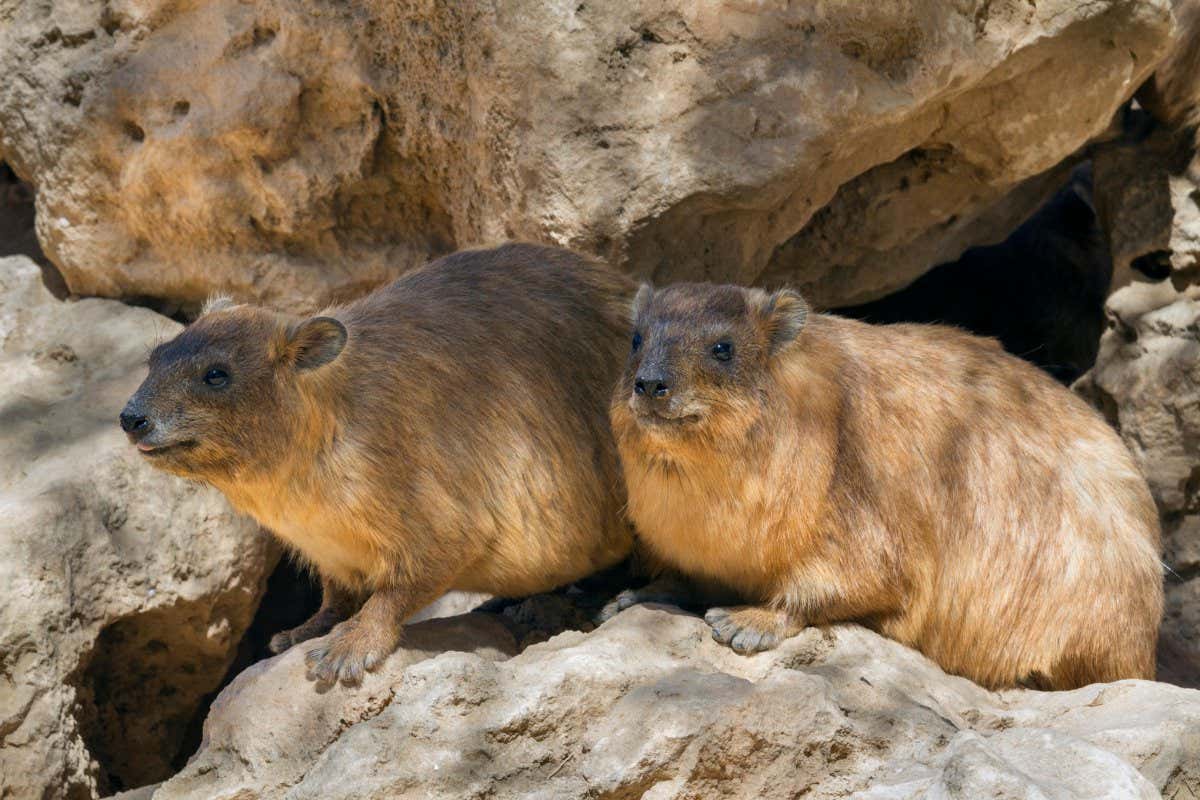 Two rock hyraxes (Procavia capensis syriaca)
