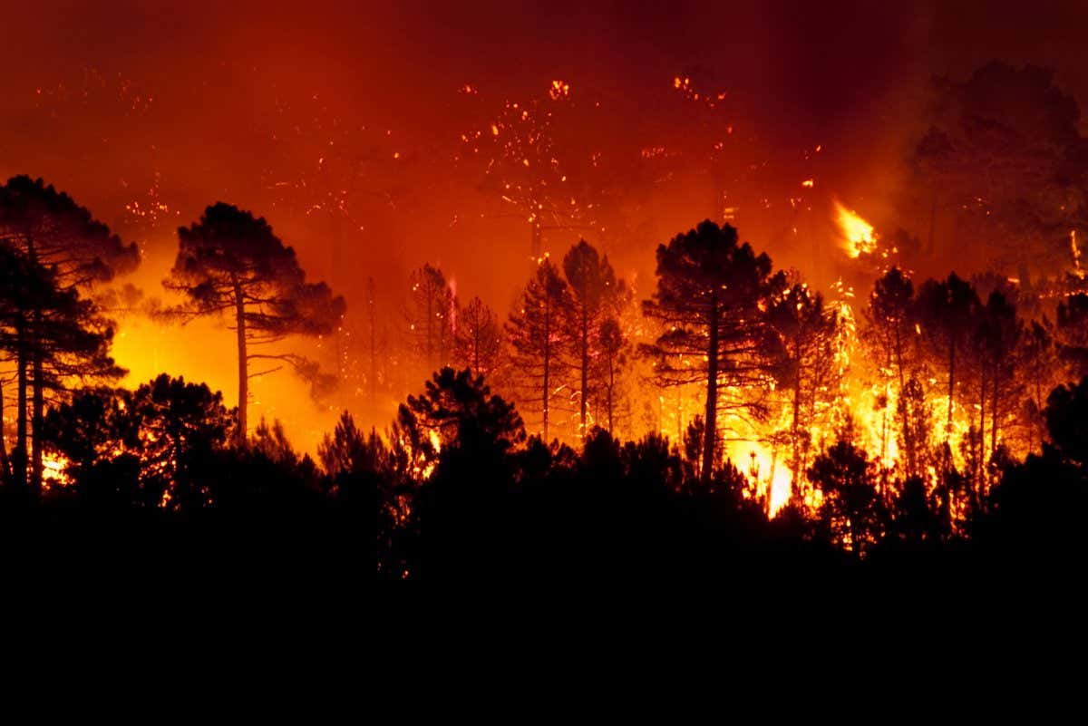 Forest fire, Pinus pinaster, Guadalajara (Spain) ; Shutterstock ID 1065315416; purchase_order: PHOTO; job: 18 Sept issue; client: NS; other: News