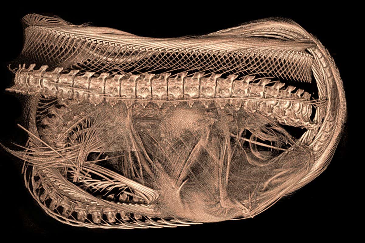 See the unique skeletal features of moray eels in exquisite detail