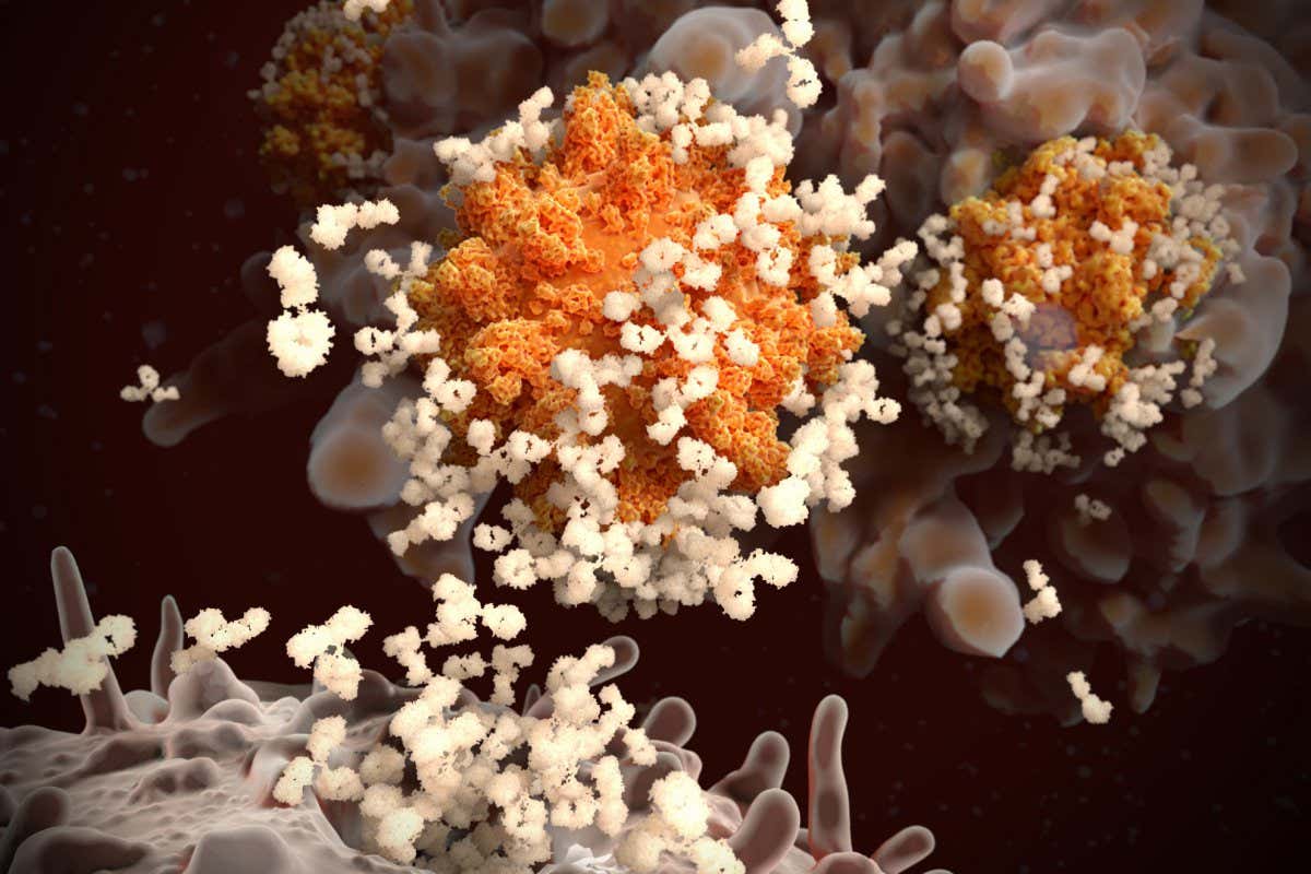 Illustration of antibodies (cream colour) responding to an infection with the coronavirus (orange colour)
